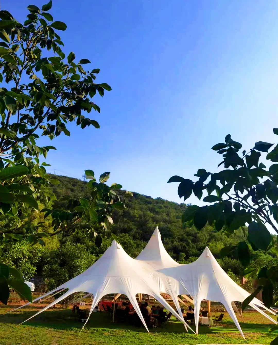 1724052232288699.jpg 3.jpg