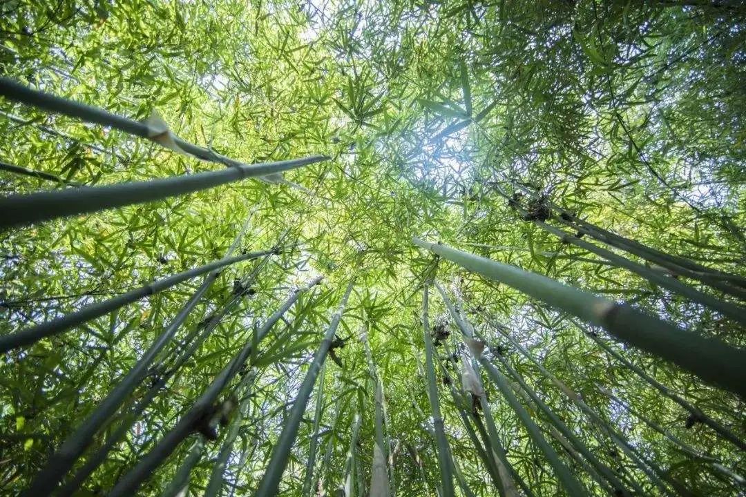 1724054400857588.jpg 5.jpg